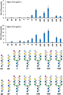 Terminal Epitope-Dependent Branch Preference of Siglecs Toward N-Glycans